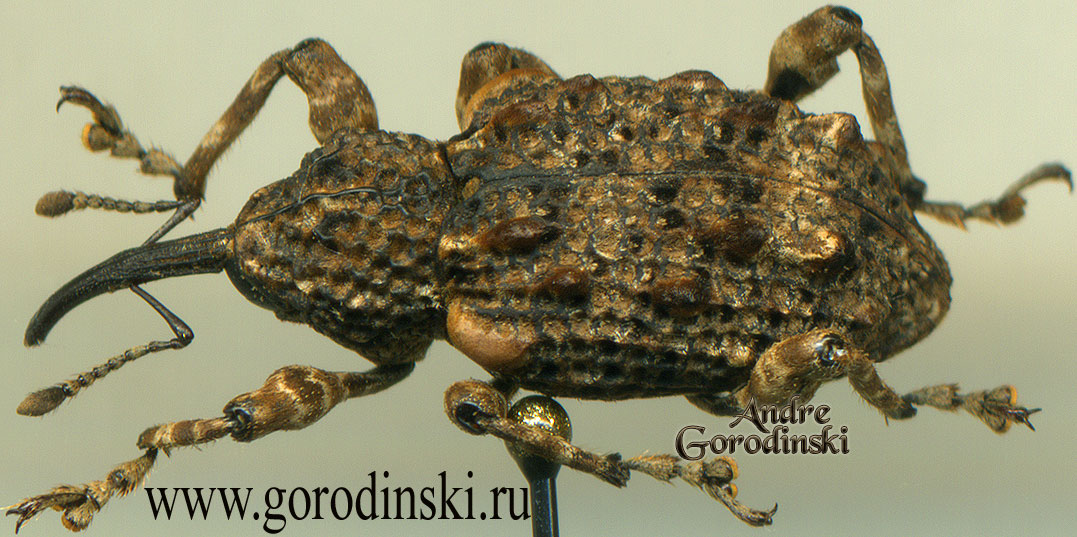 http://www.gorodinski.ru/oth_col/Curculionidae sp.2.jpg